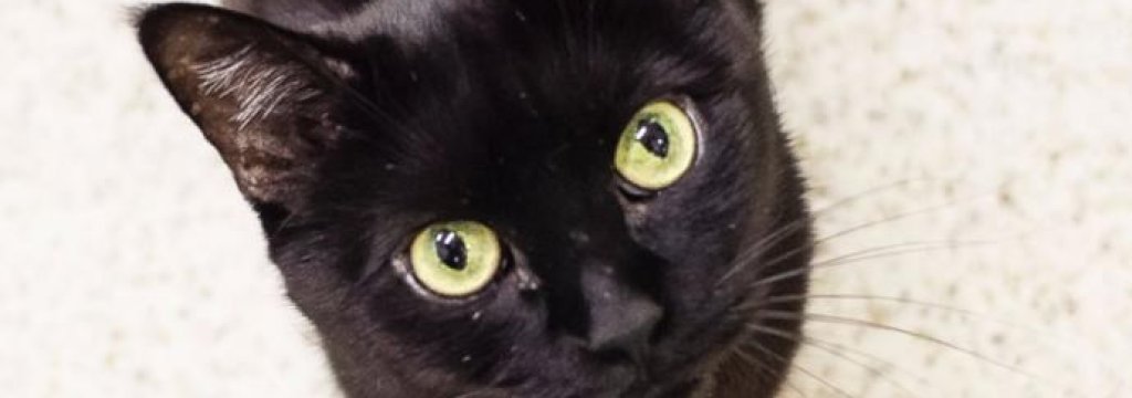 black cat