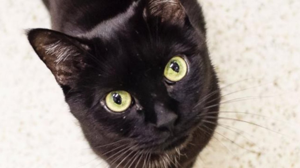 black cat