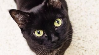black cat