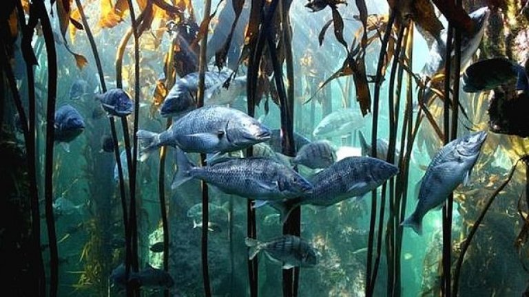 Top 5 на подводните светове