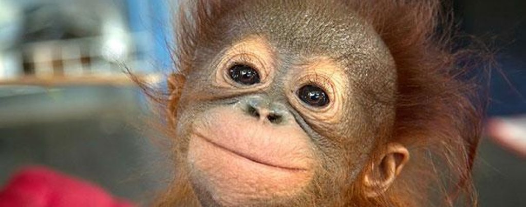 cute-smiling-animals-26