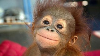 cute-smiling-animals-26