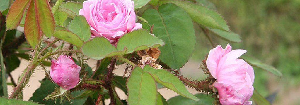rose