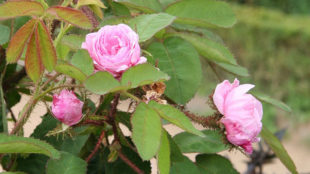 rose