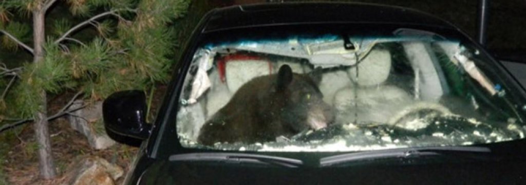 bear-in-douglas-county