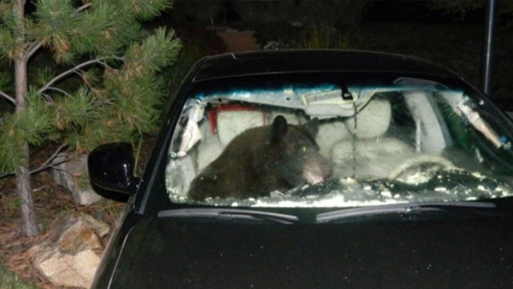 bear-in-douglas-county