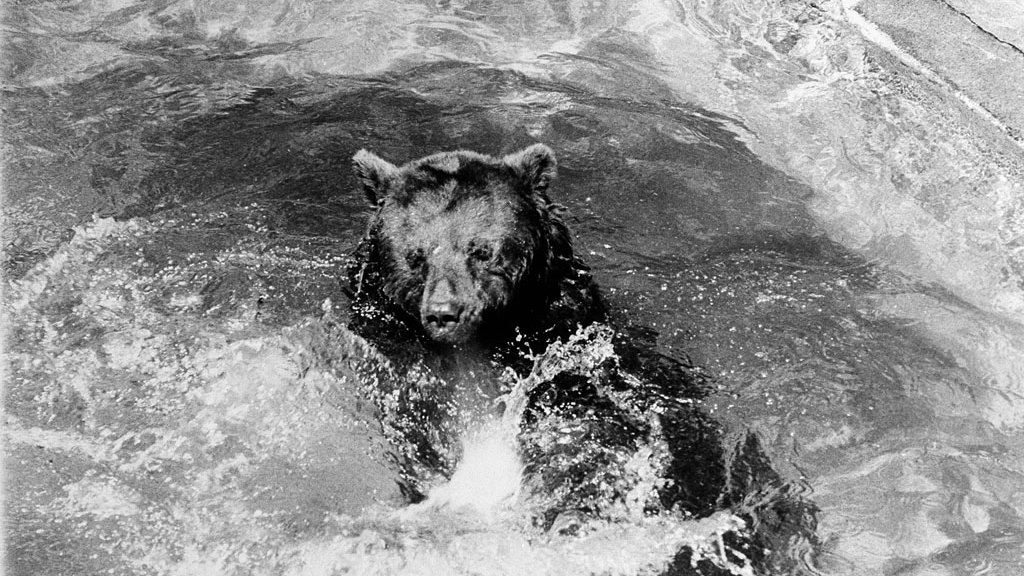 SmokeyBear1