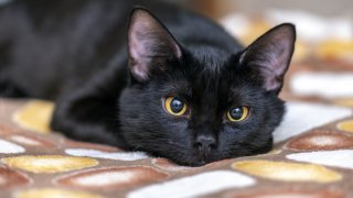 Според стопаните - да, според науката - няма доказателства