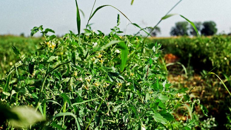 Градината на Любомир