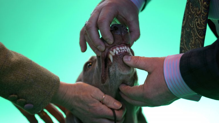 В зоомагазините продават стотици синтетични кокали и гумени играчки за джвакане, които поддържат устната хигиена в норма. Само бъдете сигурни, че давате на кучето си безопасни продукти. Прекалено твърдите неща за дъвчене могат да доведат до счупен зъб. Или иначе казано, вместо да изпишете вежди, да избодете очите на горкото животно.