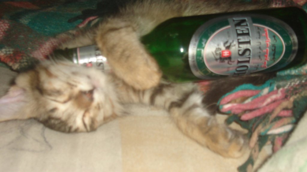 Cat_with_beer_bottle