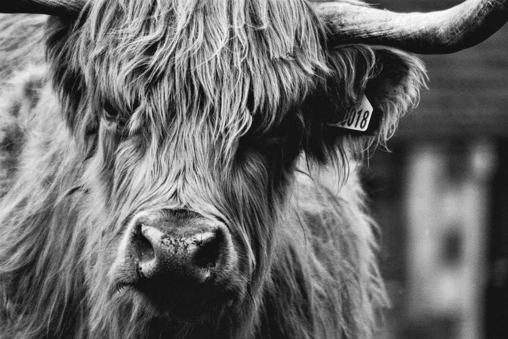 lori-grimshaw-58anvdMm3ms-unsplash