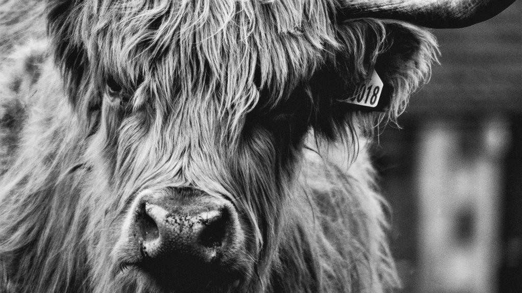 lori-grimshaw-58anvdMm3ms-unsplash