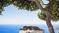 Неправителствена организация поема настаняването на доброволци в Сирос