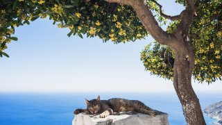 Неправителствена организация поема настаняването на доброволци в Сирос