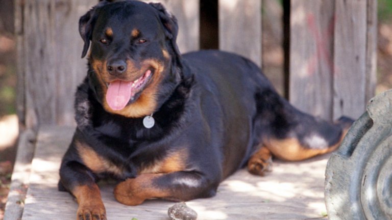 6. Кинофобия
Не, не става дума за страха от големи екрани. Кинофобията е страх от кучета, който често се среща при децата или след травматично преживяване с участието на куче (т.е. ухапване от такова). Подобни случаи понякога оставят човек със страх от кучета за цял живот. В по-тежкото си проявление този страх е не просто недоверие към непознати четириноги, но е ирационален страх от тях, който може да накара човек дори да не се разхожда по дадена улица, защото знае, че в квартала има куче. Проблемът се усложнява допълнително и от това, че това е едно от най-разпространените домашни и улични животни – не само в малките населени места, но и в големите градове.