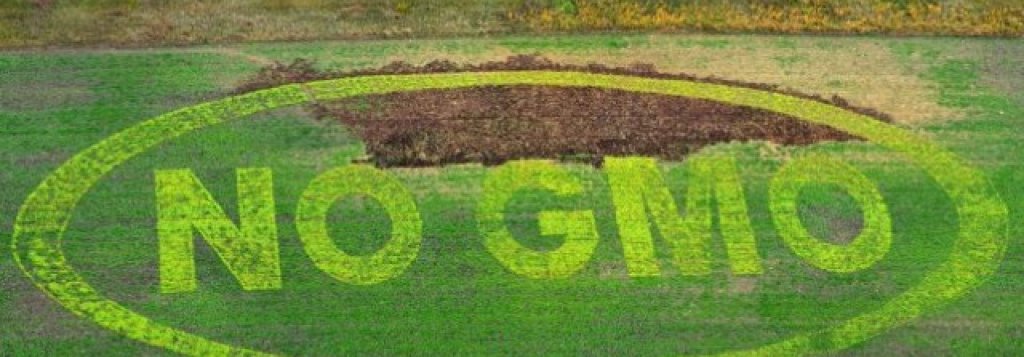 GMO