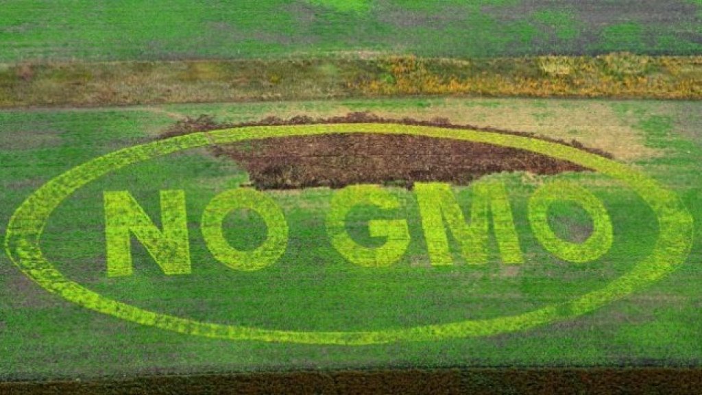 GMO