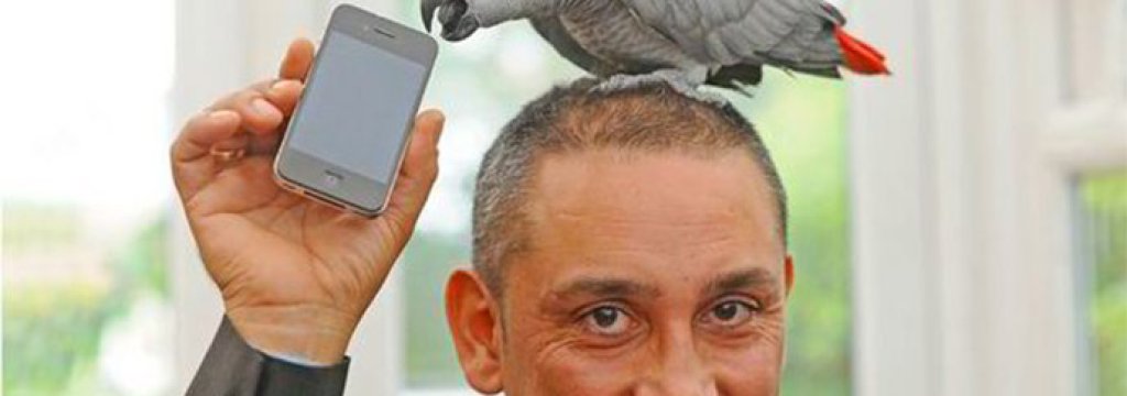 zorba parrot