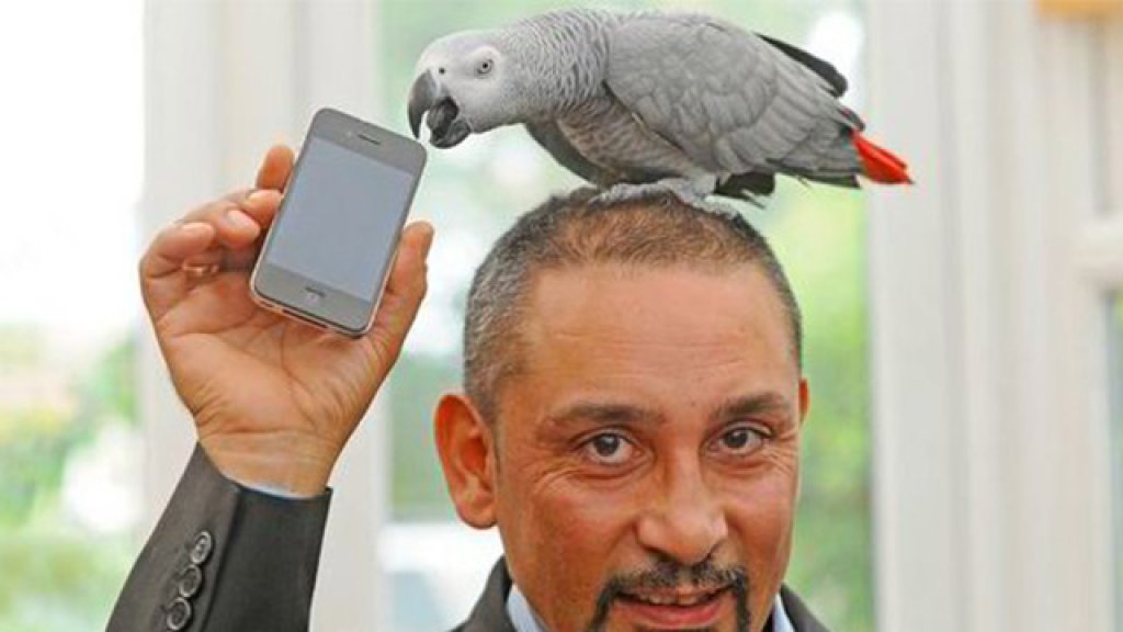 zorba parrot