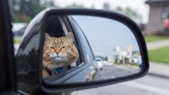 С котка в колата: може и да не е драматично