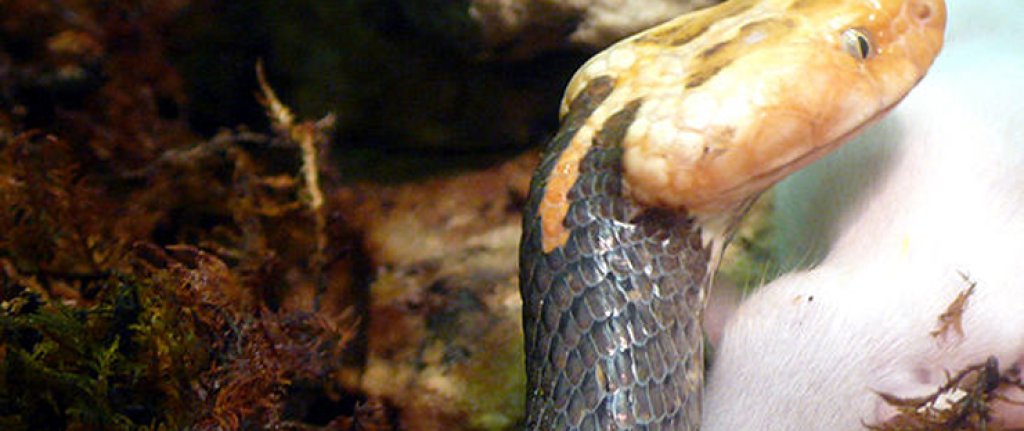 564px-Azemiops_feae