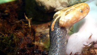 564px-Azemiops_feae