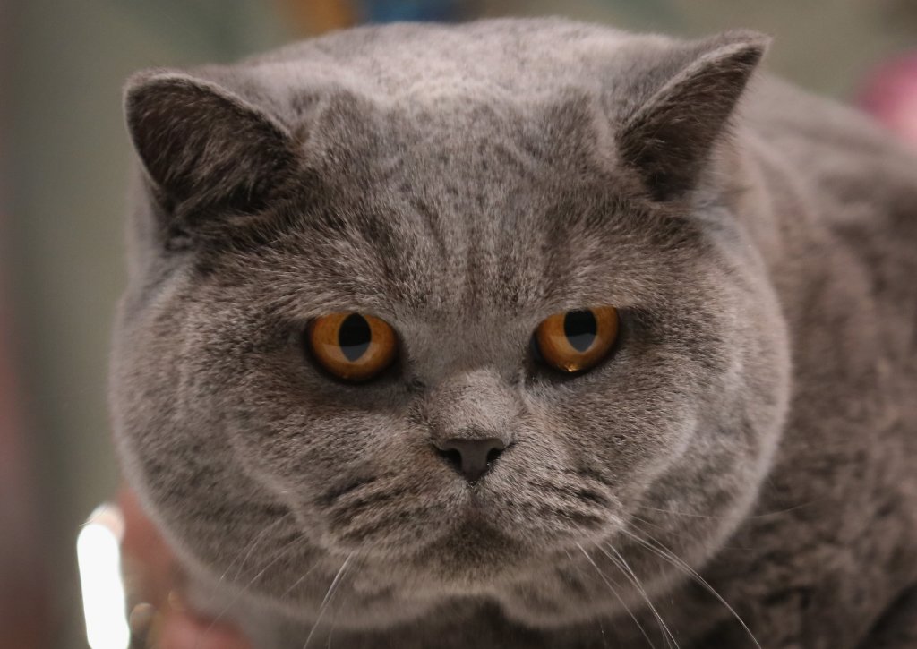 котка