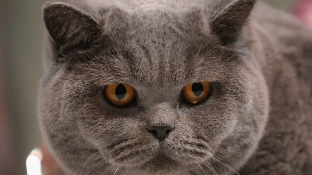 котка
