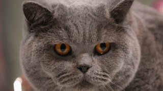 котка