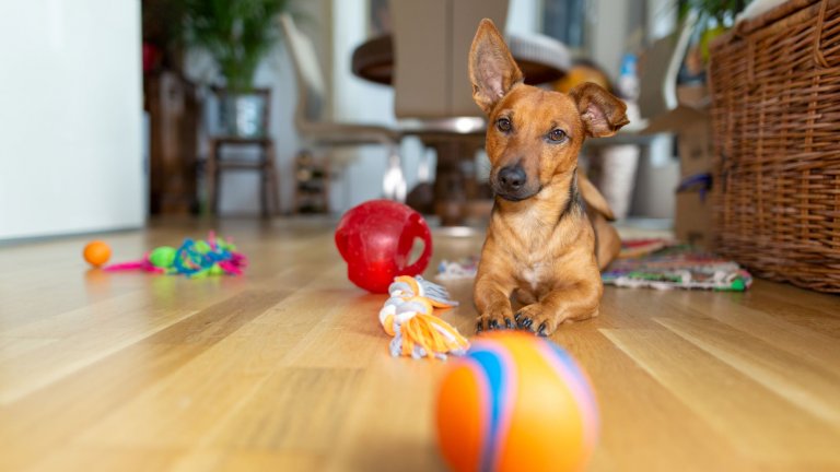 Играта е важна за физическото и менталното здраве на кучето.
