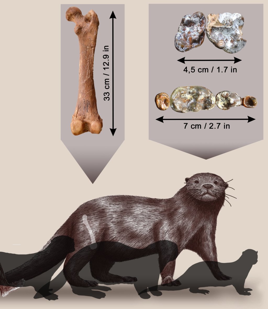 Enhydriodon_omoensis-novataxa_2022-Grohe_Uno_et_Boisserie