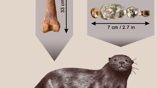 Enhydriodon_omoensis-novataxa_2022-Grohe_Uno_et_Boisserie