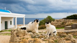 Кипър не може да насмогне със свръхпопулацията