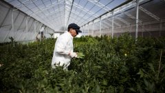Ще стане ли Германия водещ производител на марихуана за медицински цели
