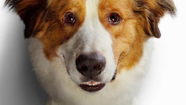 Кучешки живот 2 (A Dog`s Journey), 07 юни
Режисьорът Гейл Манкузо предлага чудесен семеен филм, в който главният герой е куче. Той намира смисъла на своя живот, срещайки различни хора. В главните роли ще видим Денис Куейд (на когото отива да участва в семейни филми), Мардж Хелгенбъргър ("От местопрестъплението: Лас Вегас"), Бети Гиплин и др.
