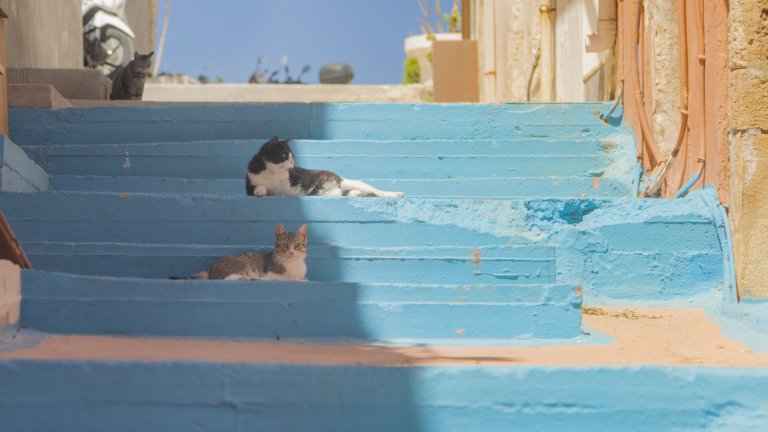 На острова има 3000 котки.