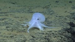 Откриха непознат "призрачен" октопод