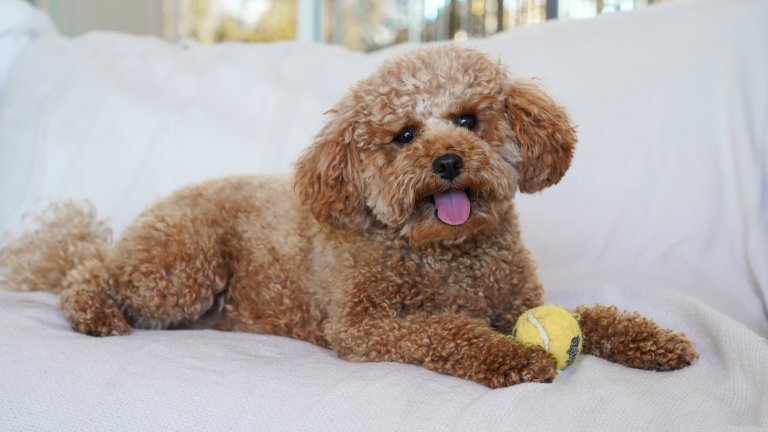 ПуделПуделите са невероятно социални кучета – разбират се с малки деца, с котки, с други дребни кучета, само и само да има някого около тях. Жадни са за внимание и грижи, което ни подсказва, че оставени насаме за дълго стават тъжни и тревожни. Хубавото е, че обичат и разходките, и пътуванията и ще се радват да са навсякъде до своите стопани.