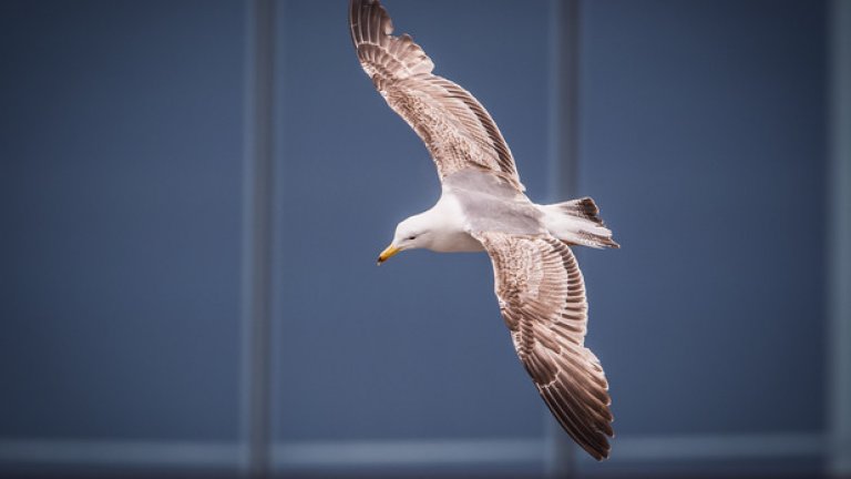 София няма нужда от море, за да има гларуси