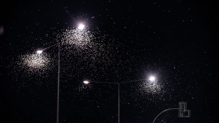 Светлината служи за ориентация, гласи новата теория.