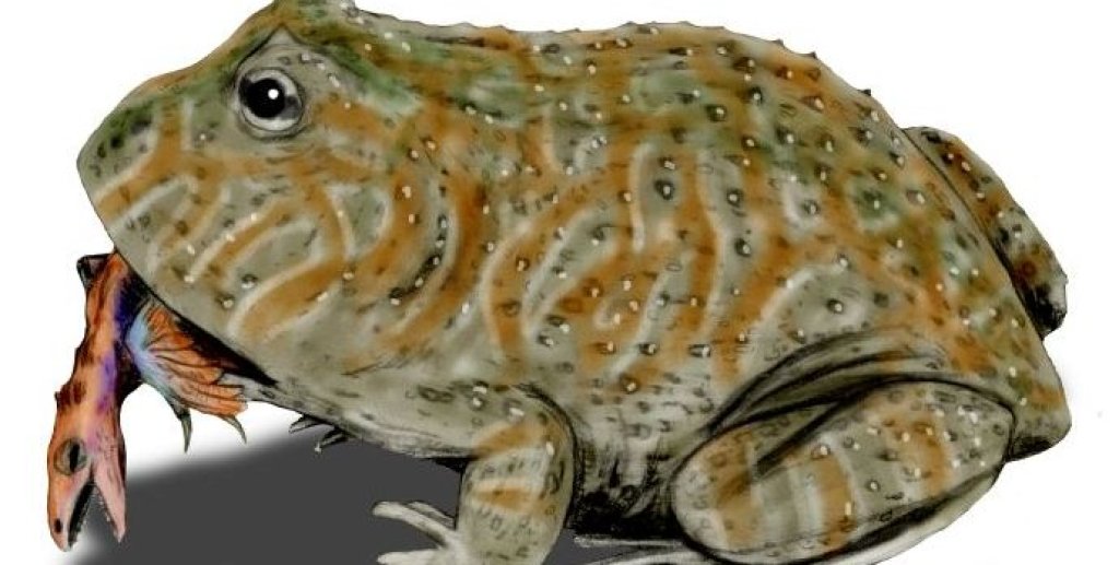 Beelzebufo_BW