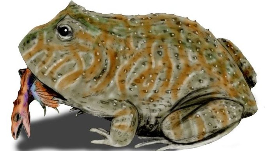 Beelzebufo_BW