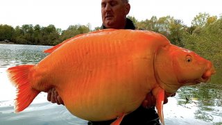 Мъж хвана рекордно голяма златна рибка