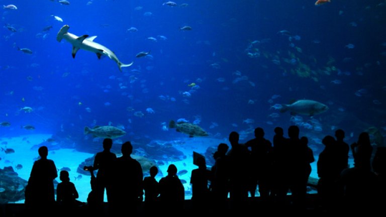 Georgia в Атланта е най-големият аквариум в света. На снимките следват аквариумите Дубай, Aqua Dom в Берлин, Чурауми в Окинава и Two Oceans в Кейптаун