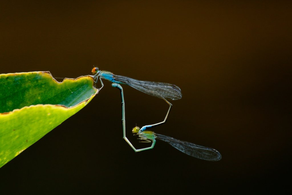 animal-biology-close-up-1020566
