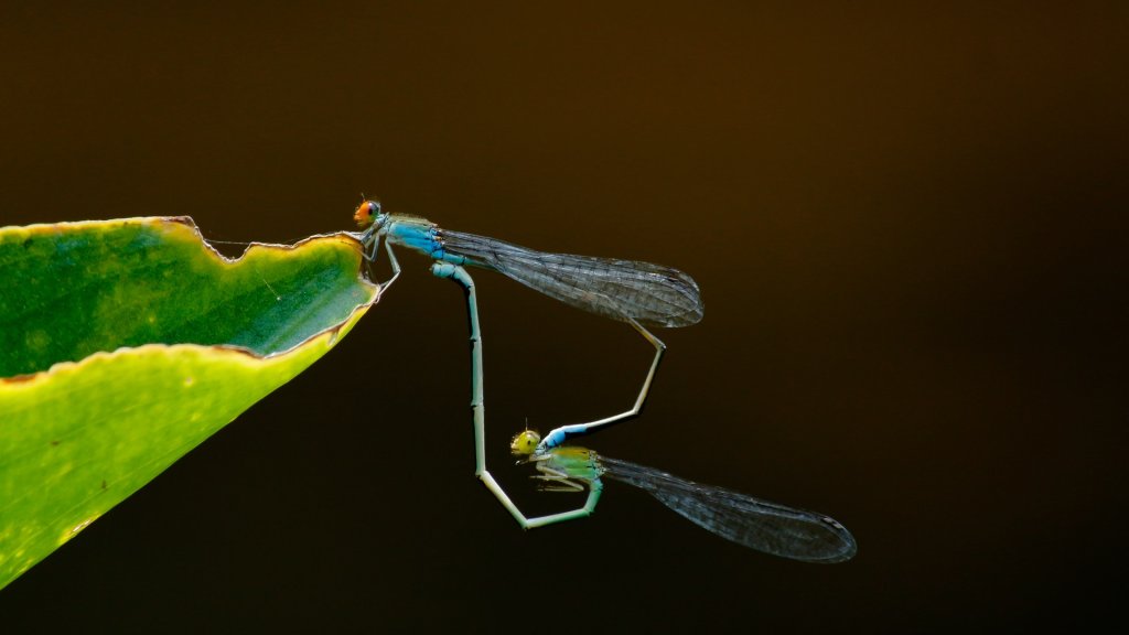 animal-biology-close-up-1020566