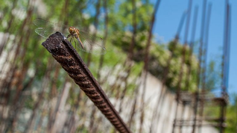 Най-търпеливото водно конче, което съм срещал.