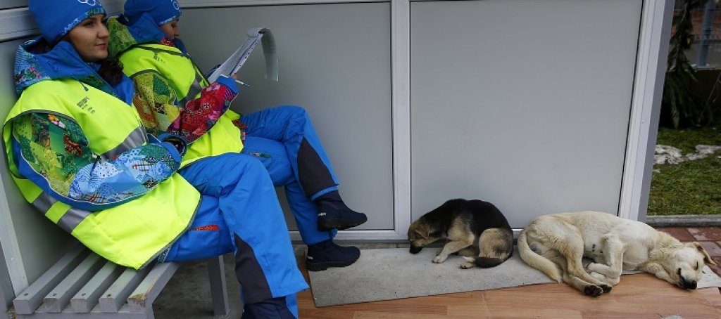 Volunteers sit near two stray dogs outside the Gorki media center where they will coordinate the media shuttles buses in Krasnaya Polyana