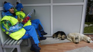 Volunteers sit near two stray dogs outside the Gorki media center where they will coordinate the media shuttles buses in Krasnaya Polyana